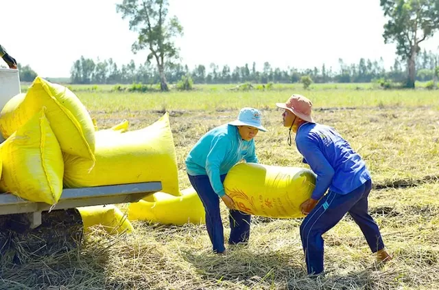 Giá lúa gạo hôm nay 24/8/2024: Giá gạo giảm từ 100 – 150 đồng/kg; giá lúa tăng 100 đồng/kg